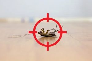 Cockroach Removal | Mice Control in Daggett