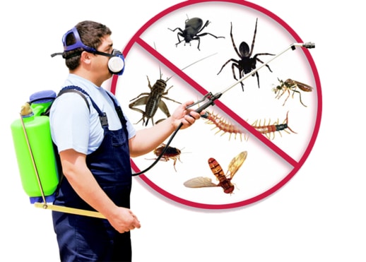 Best Pest Control Removal (Ants, Bugs, Beetle, Bee)